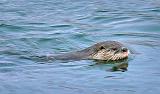 Otter In Irish Creek_06721
